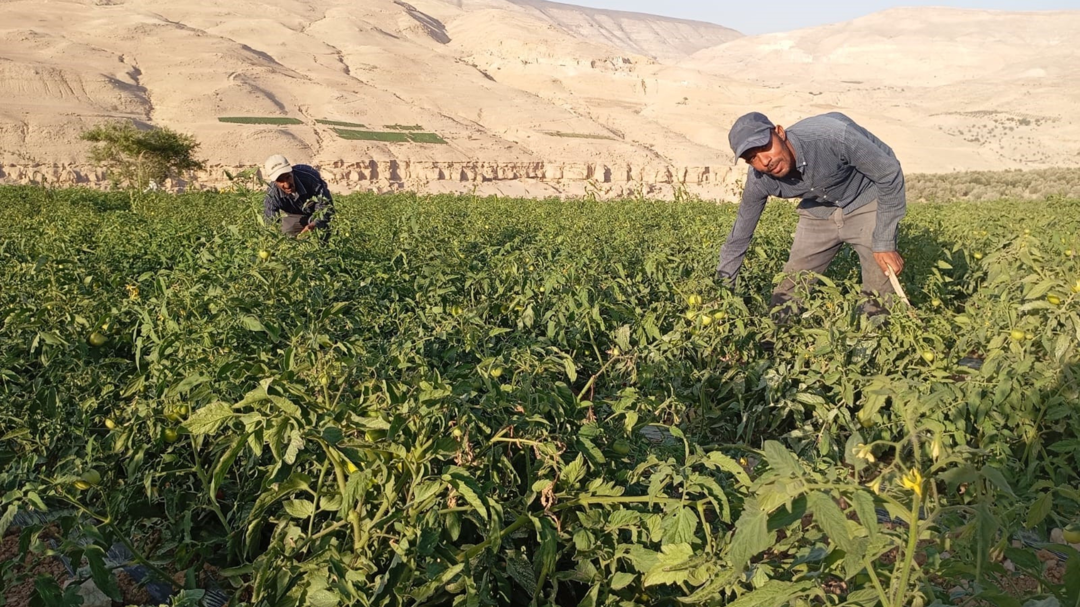 Karak Farmers Urge Strategic Plans to Revitalize Agricultural Sector