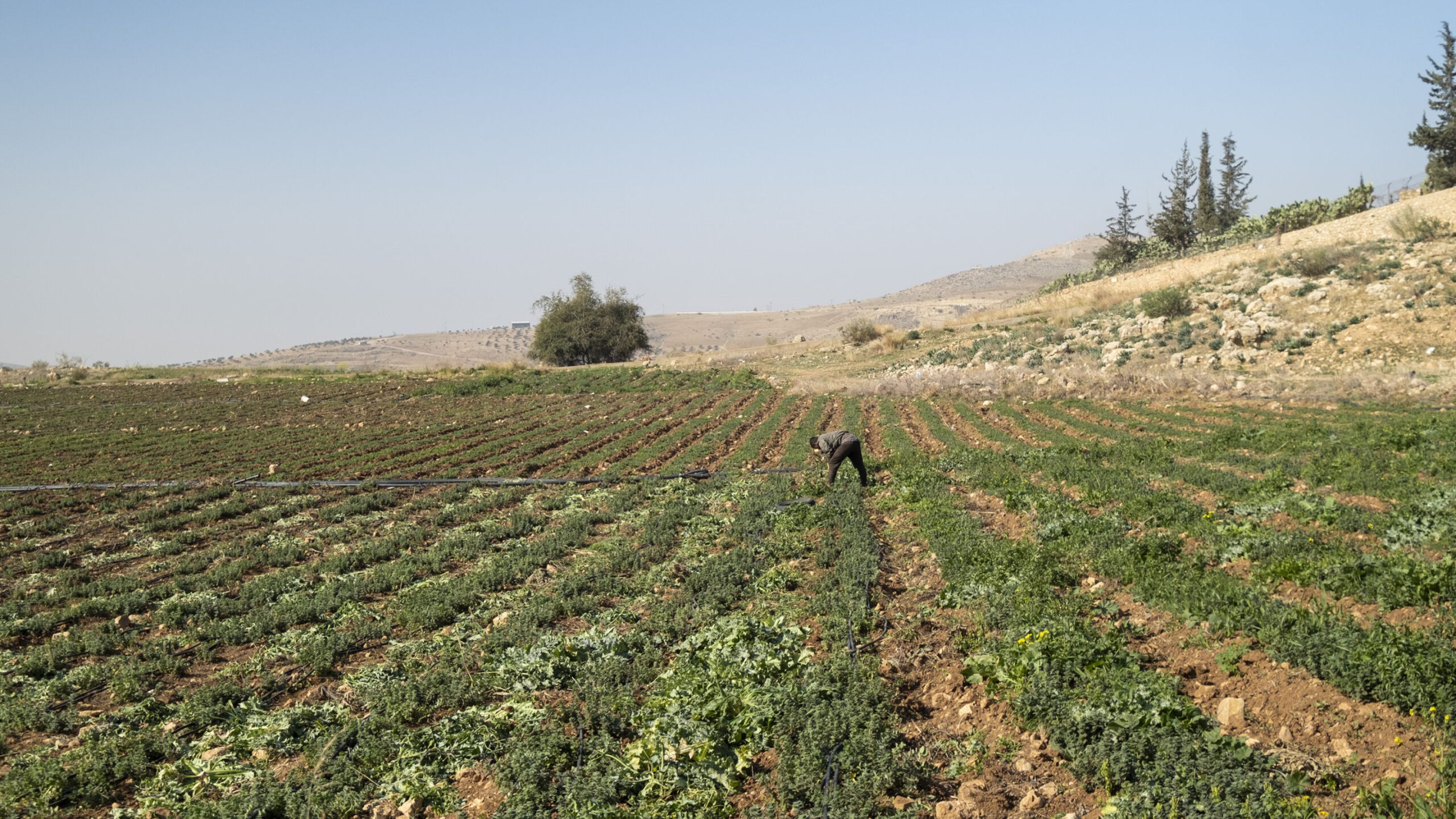 إرشادات لحماية الثروة الزراعية أثناء المنخفضات الجوية