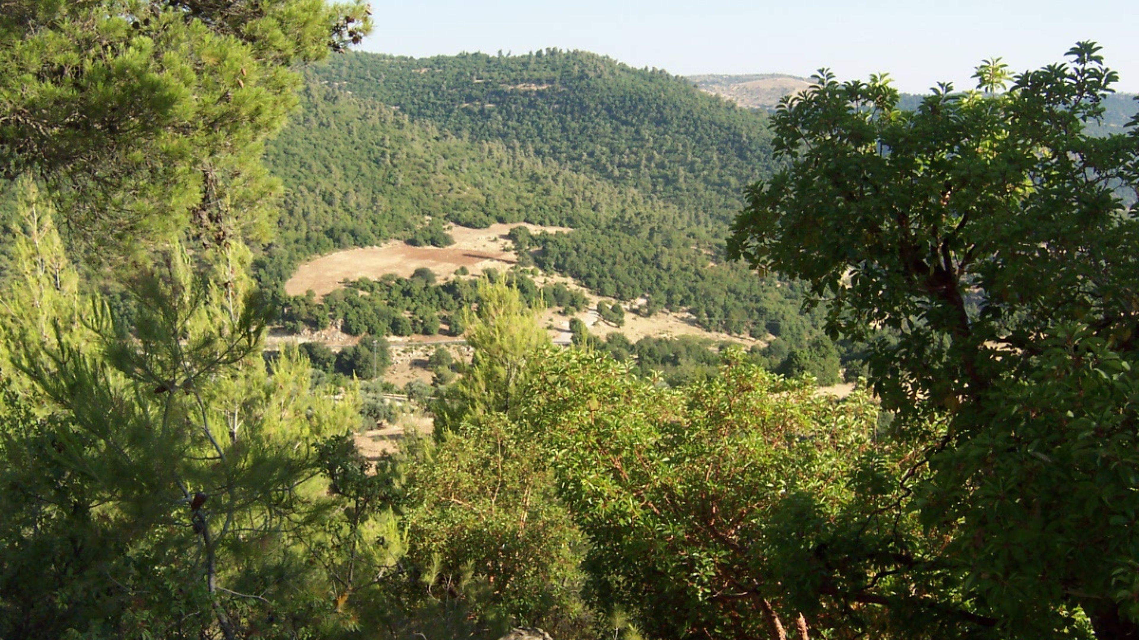 خبراء بيئة وزراعة: تعزيز الرقابة وحماية الغابات ركيزة للتوازن البيئي وزيادة الرقعة الخضراء