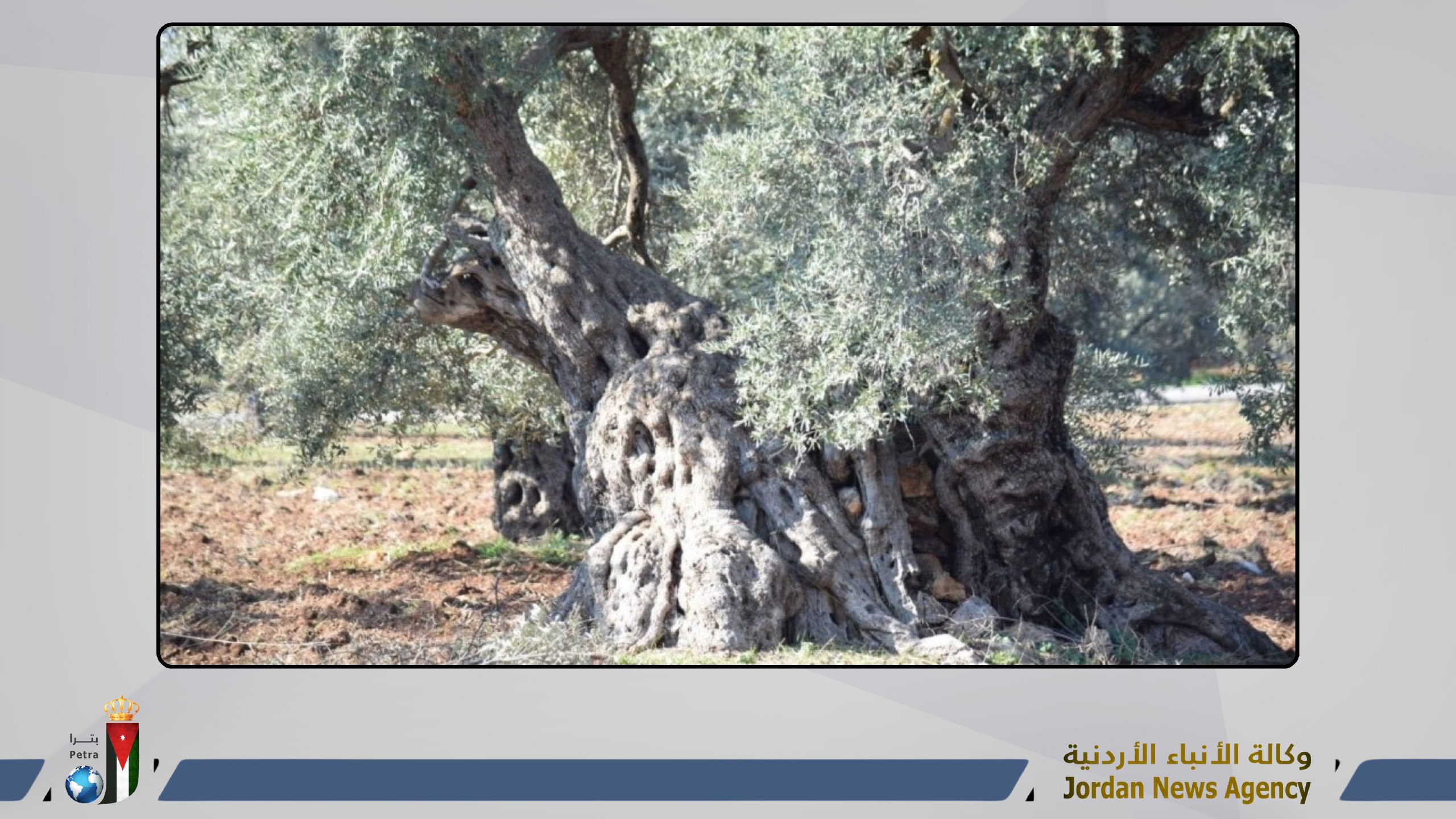 الأشجار المعمرة تعزز خصوبة التربة وتدعم الاستدامة البيئية في عجلون