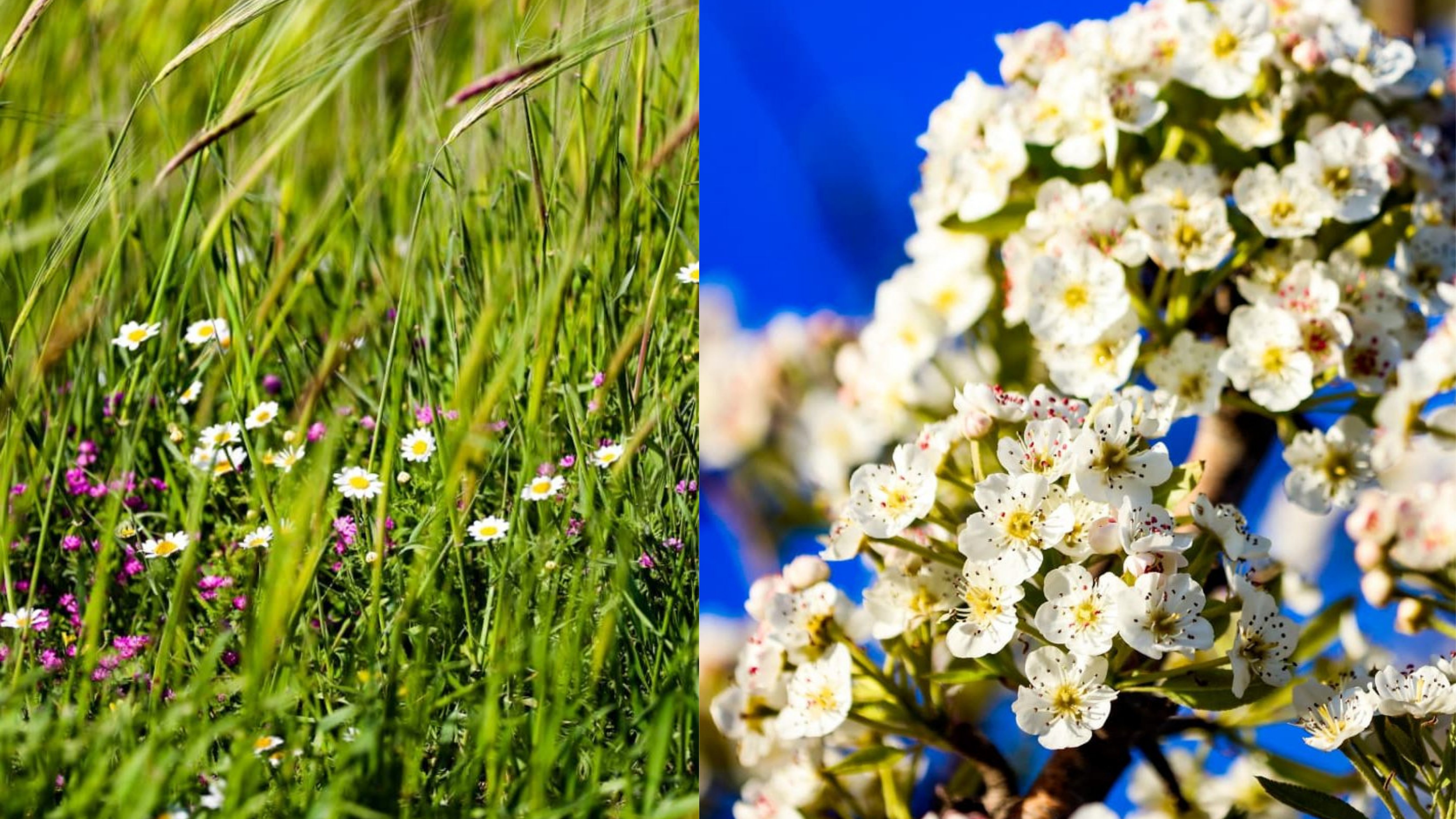 أجواء ربيعية دافئة حتى الجمعة وانخفاض ملموس السبت
