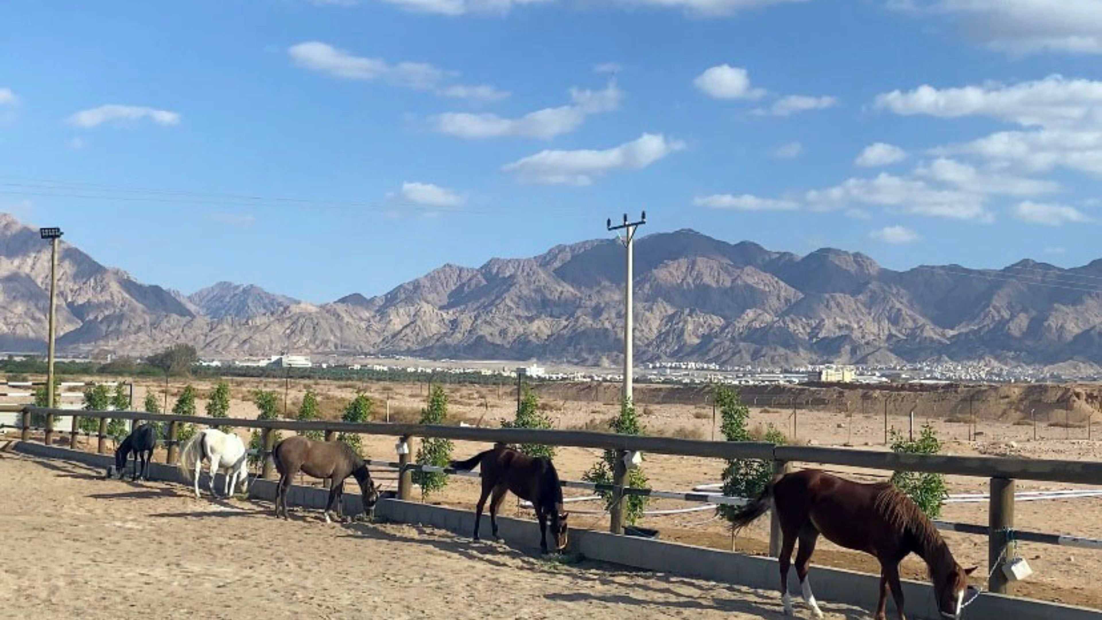 نادي الفروسية إضافة نوعية تعزز تنوع المنتج السياحي في العقبة