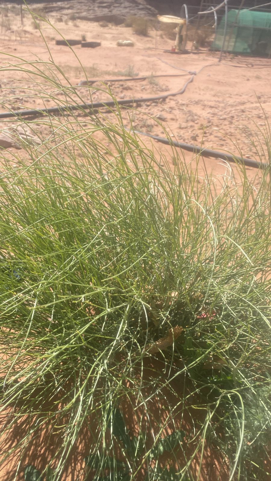  سيدات من قرى حوض الديسي يجسدنَ نموذجا متقدما بالعمل التنموي