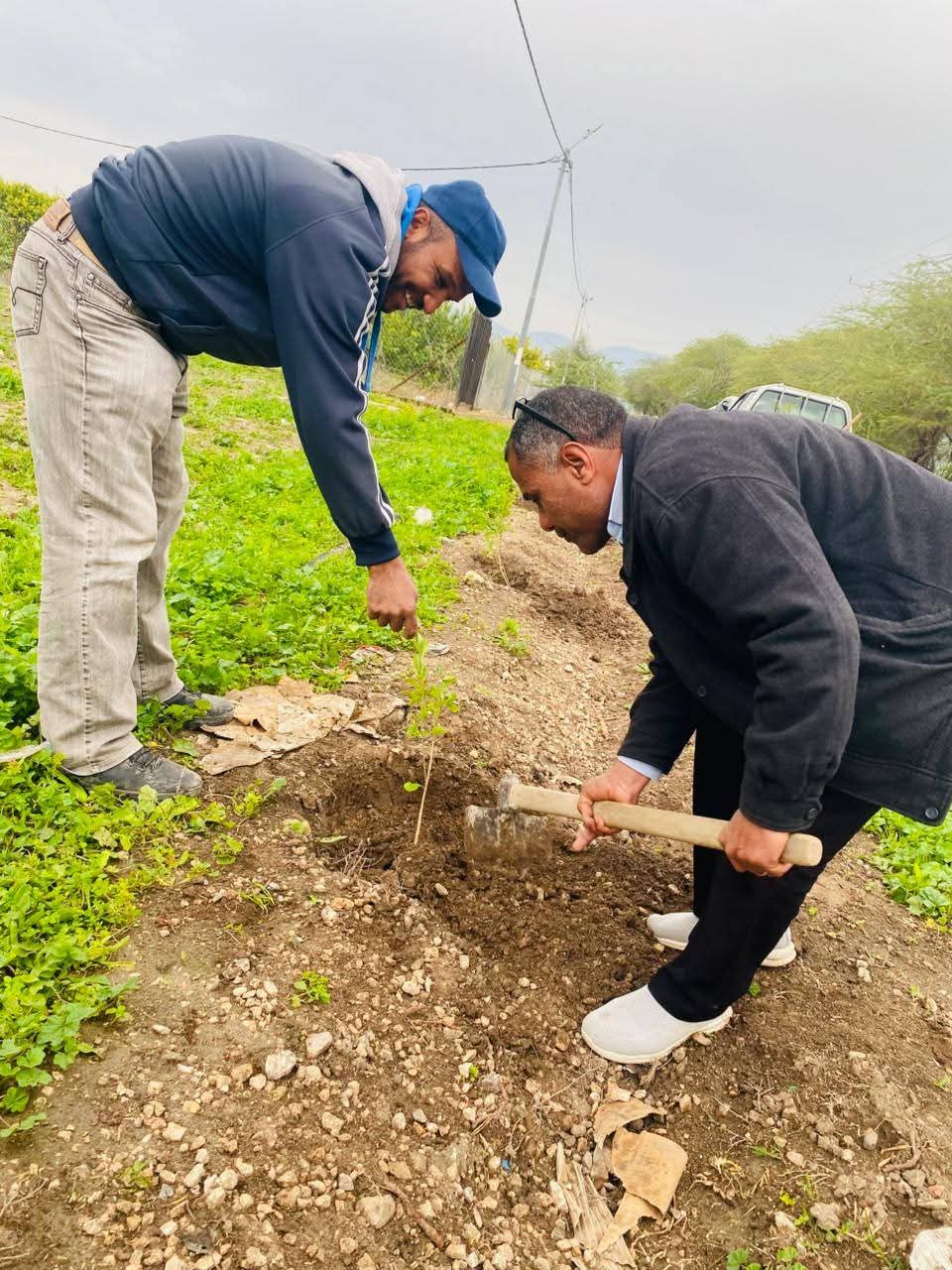  مشاركة واسعة بإربد في حملة التشجير الوطني
