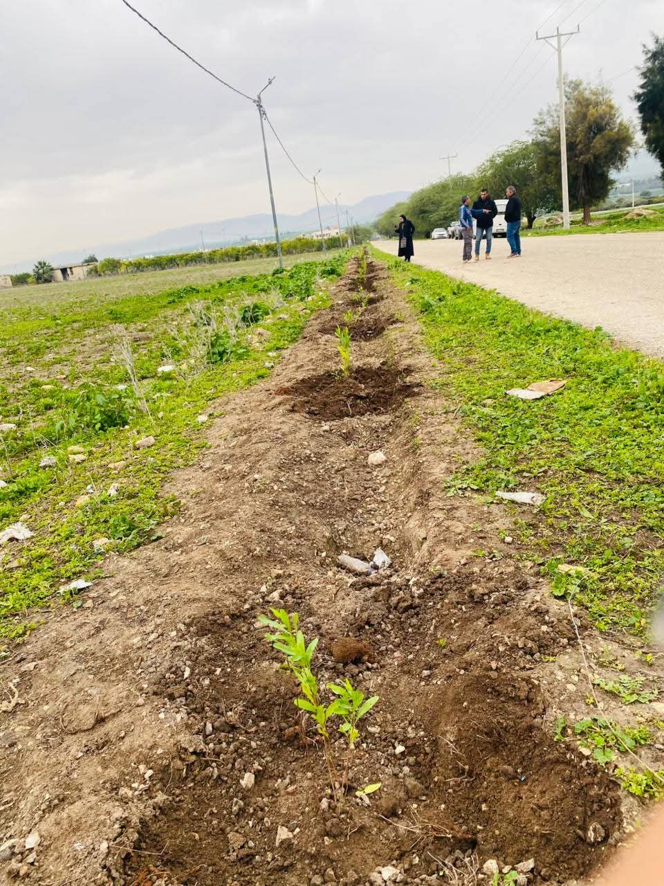  مشاركة واسعة بإربد في حملة التشجير الوطني