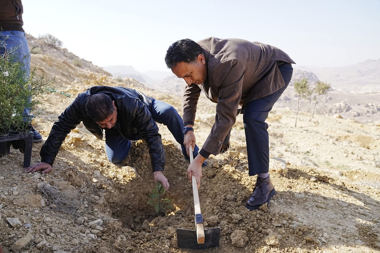  سلطة إقليم البترا تعلن بدء مشروع إعادة توطين شجر العرعر