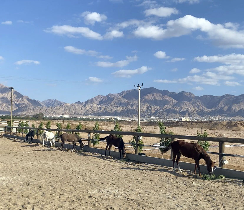  نادي الفروسية إضافة نوعية تعزز تنوع المنتج السياحي في العقبة