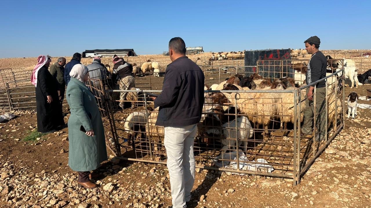  ترقيم 25 ألف رأس من الضأن والماعز في البادية الشمالية الغربية