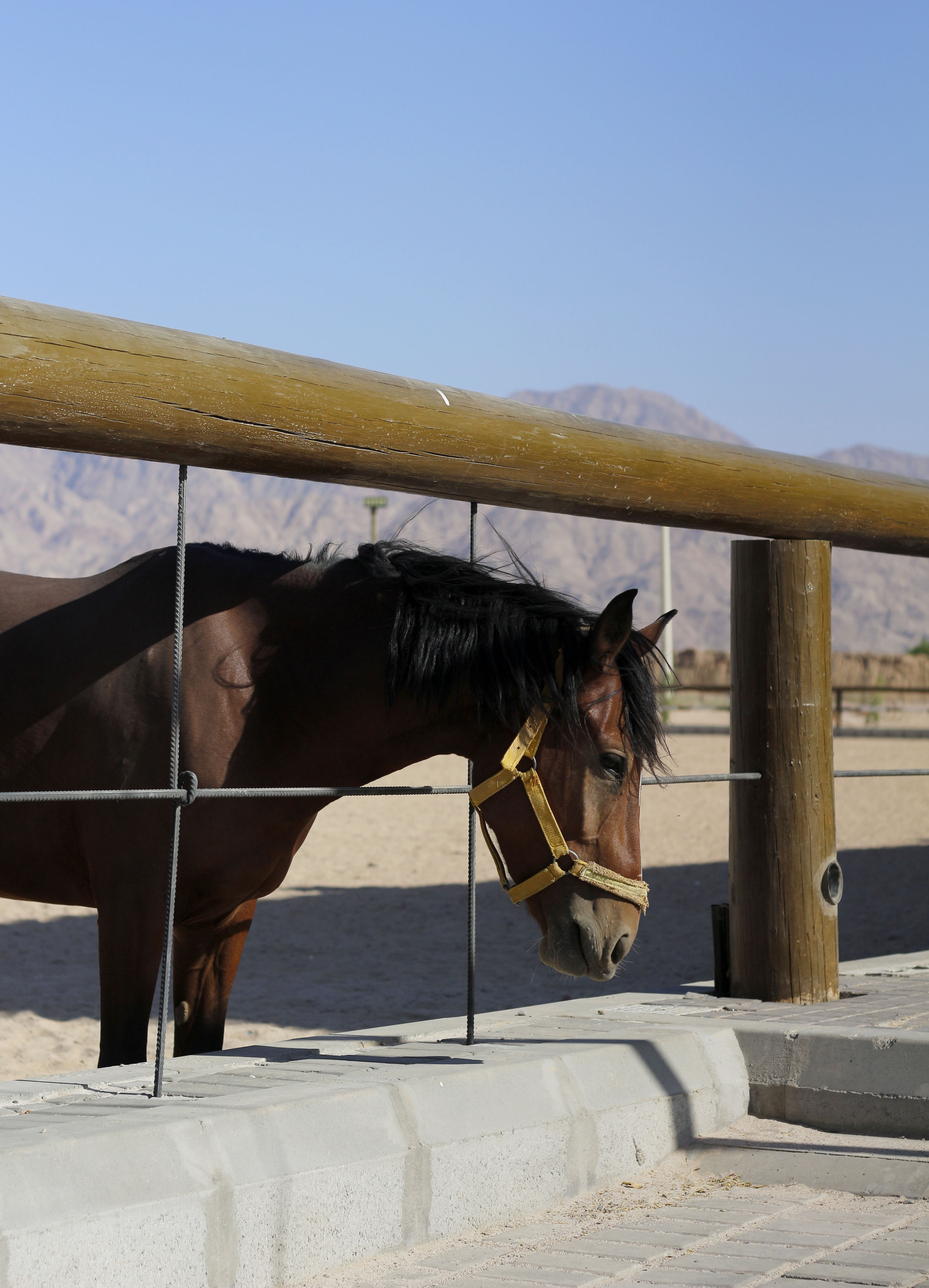  نادي الفروسية إضافة نوعية تعزز تنوع المنتج السياحي في العقبة