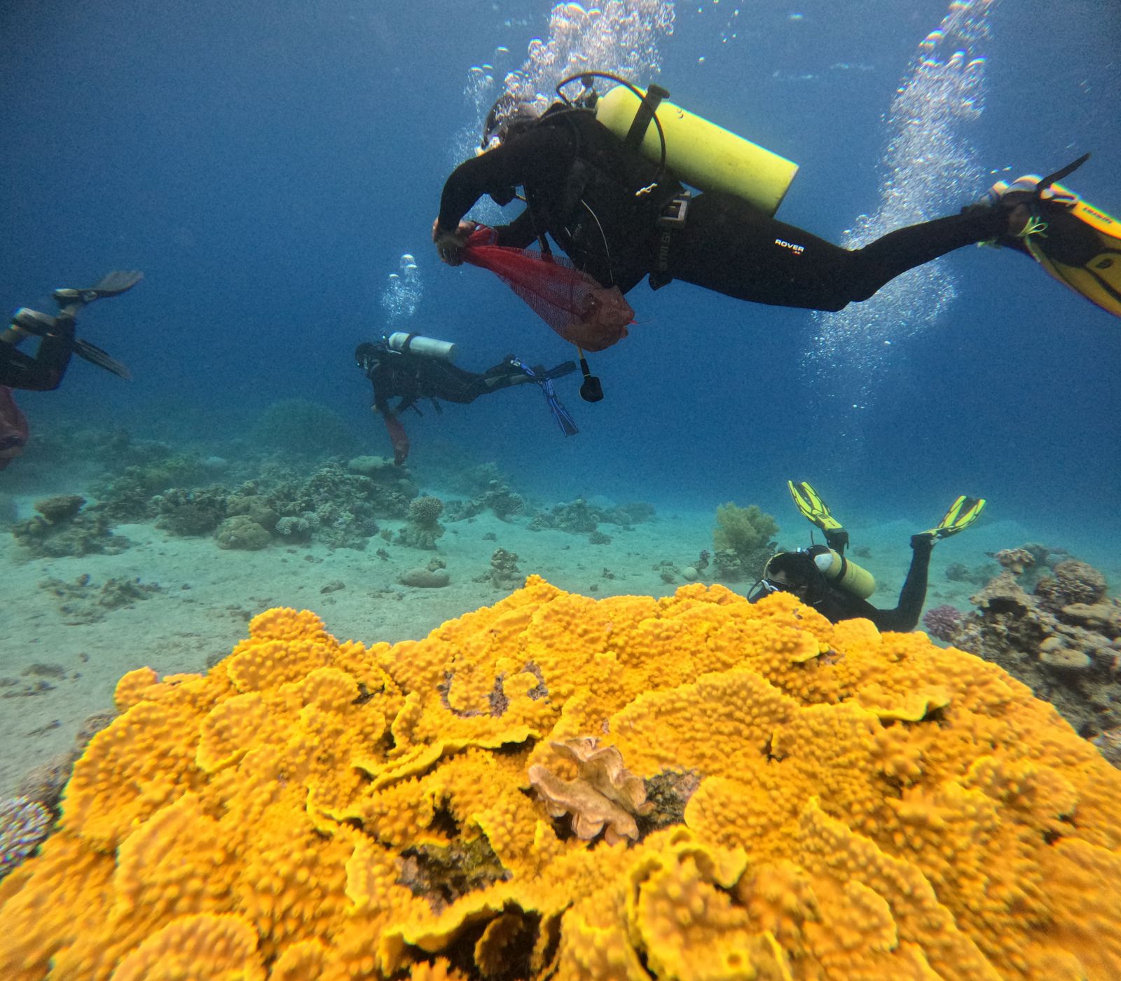  مديرية الأمن العام تنفذ حملة بيئية لتنظيف جوف البحر بالعقبة