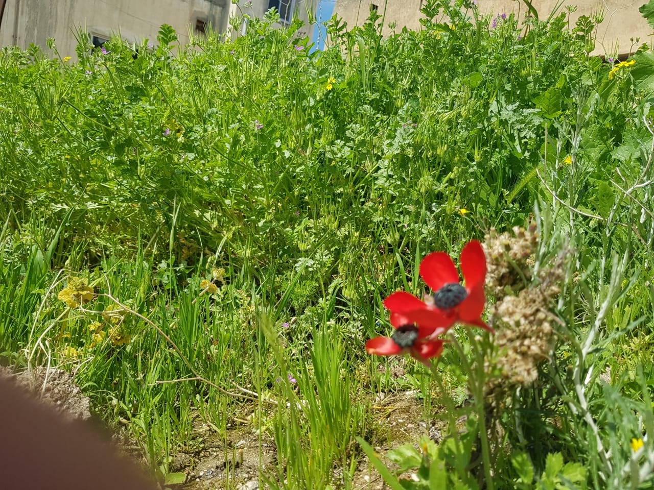 More spring-like conditions, with rain chances forecast for three days