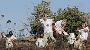 Extremist settlers attack Palestinian farmers east of Tulkarem