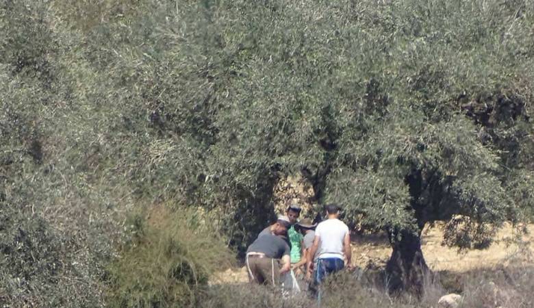 Jewish extremists steal Palestinians' olives west of Nablus