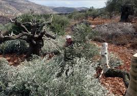 Settlers steal olives, break tree branches in Nablus