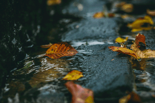 Normal autumn weather expected with rainfall