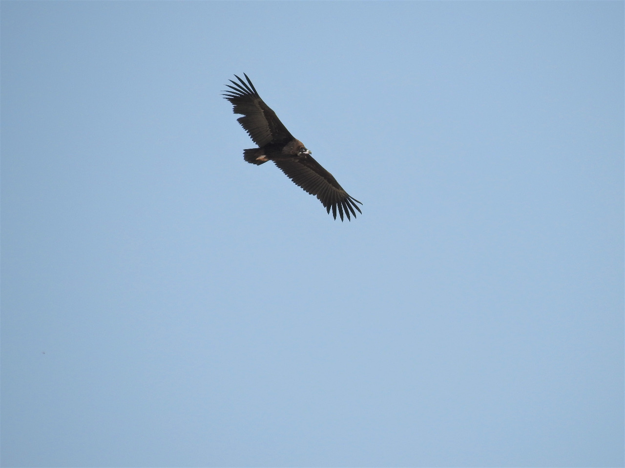Cinereous vulture spotted over Jordan's eastern wetland