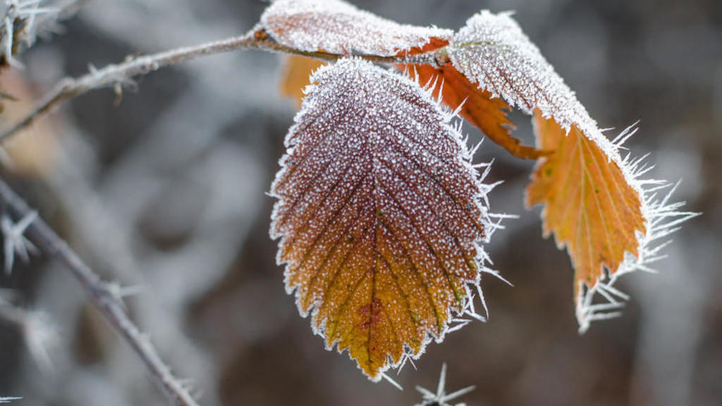 Cold weather with frost formation forecast today