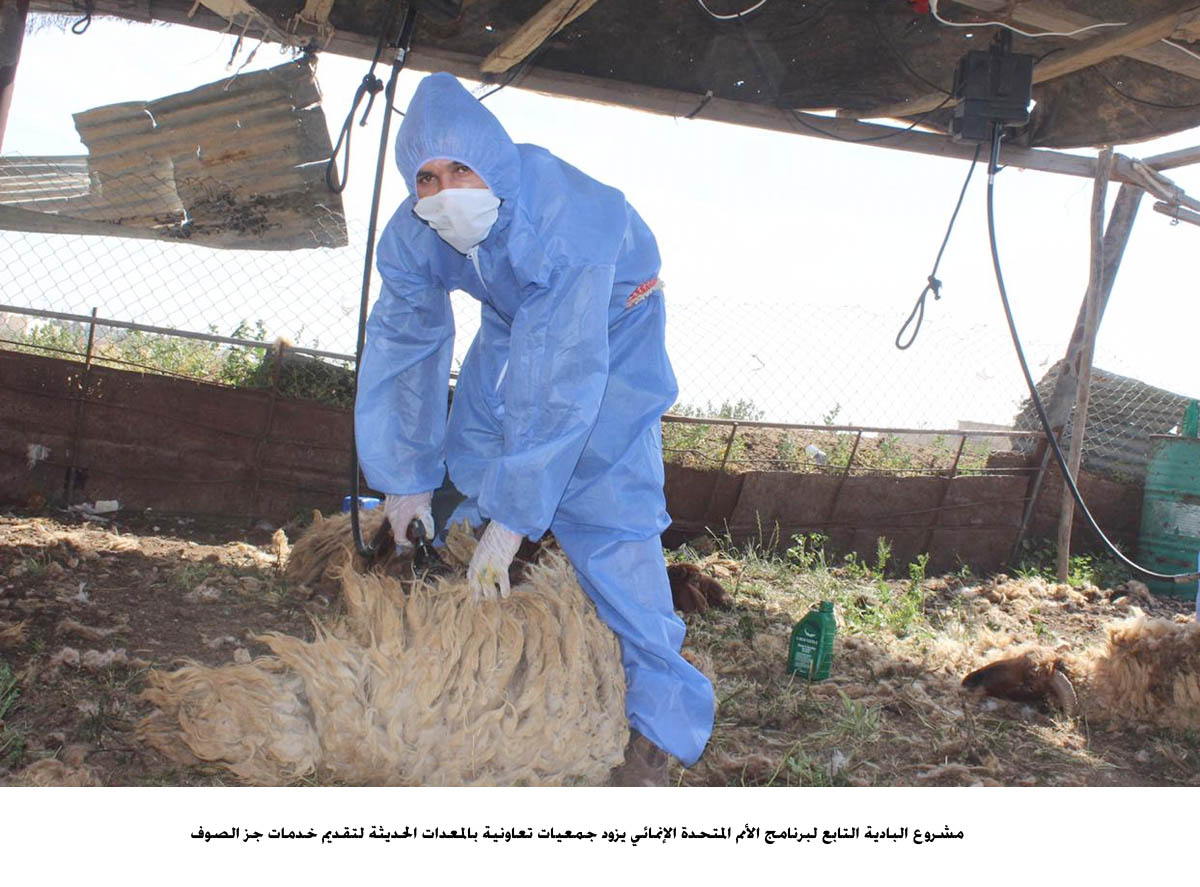 UNDP Saves the Season for Jordanian Sheep Farmers Amid COVID-19