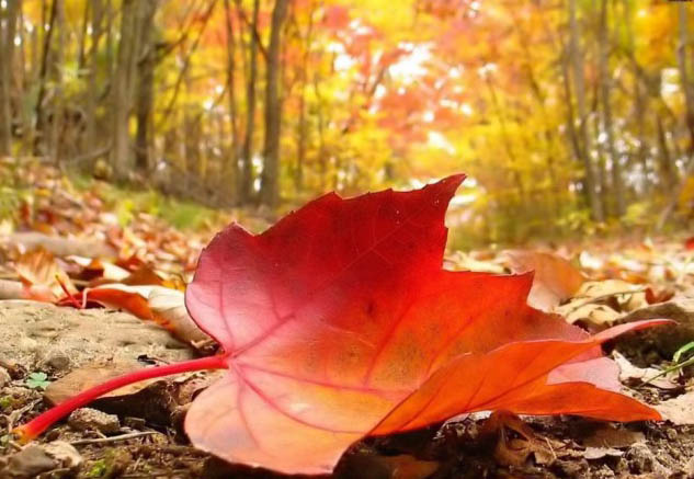 Fair weather to prevail in 1st day of autumn