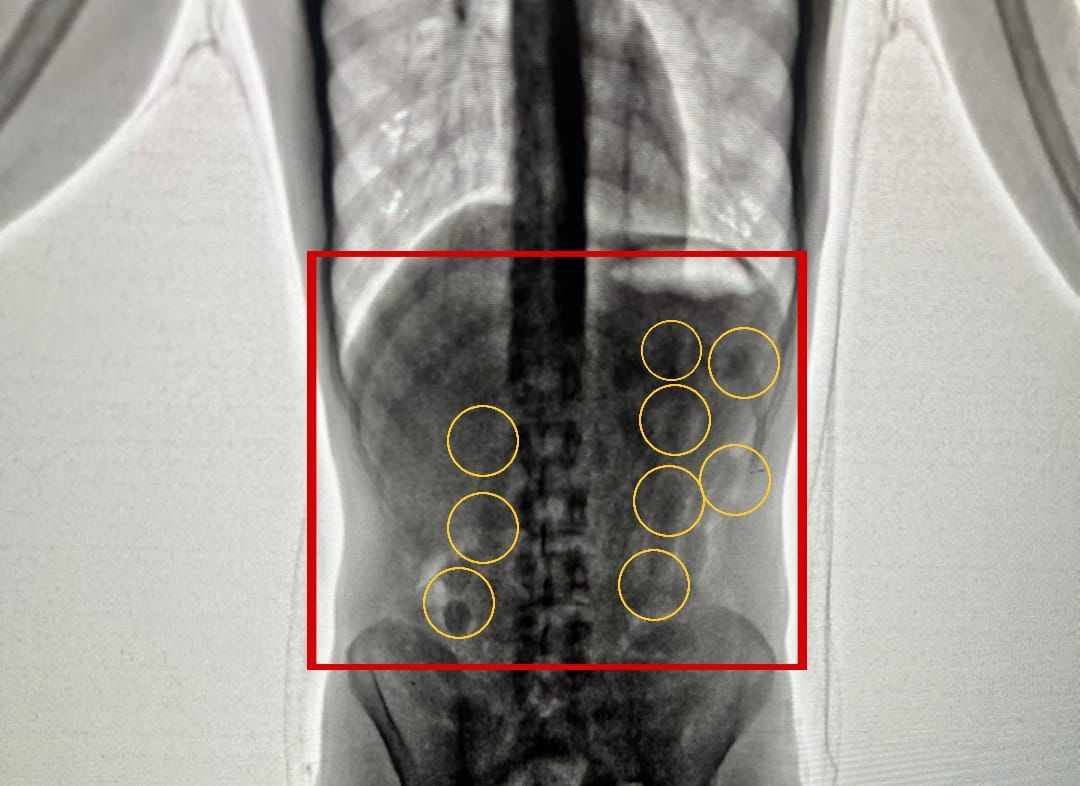 Police catch two men with guts full of cocaine at QAIA