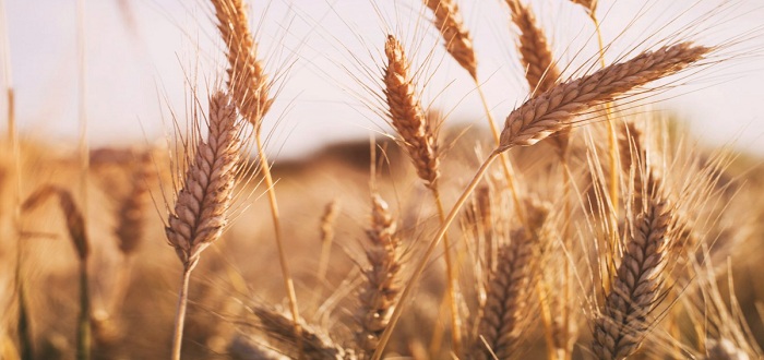Jordan's grains reserve sufficient - says World Bank