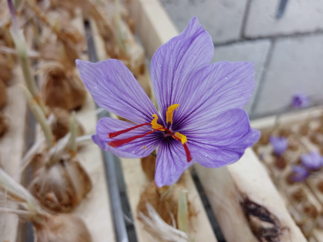 مشروع ريادي لزراعة الزعفران في جرش زراعة هوائية