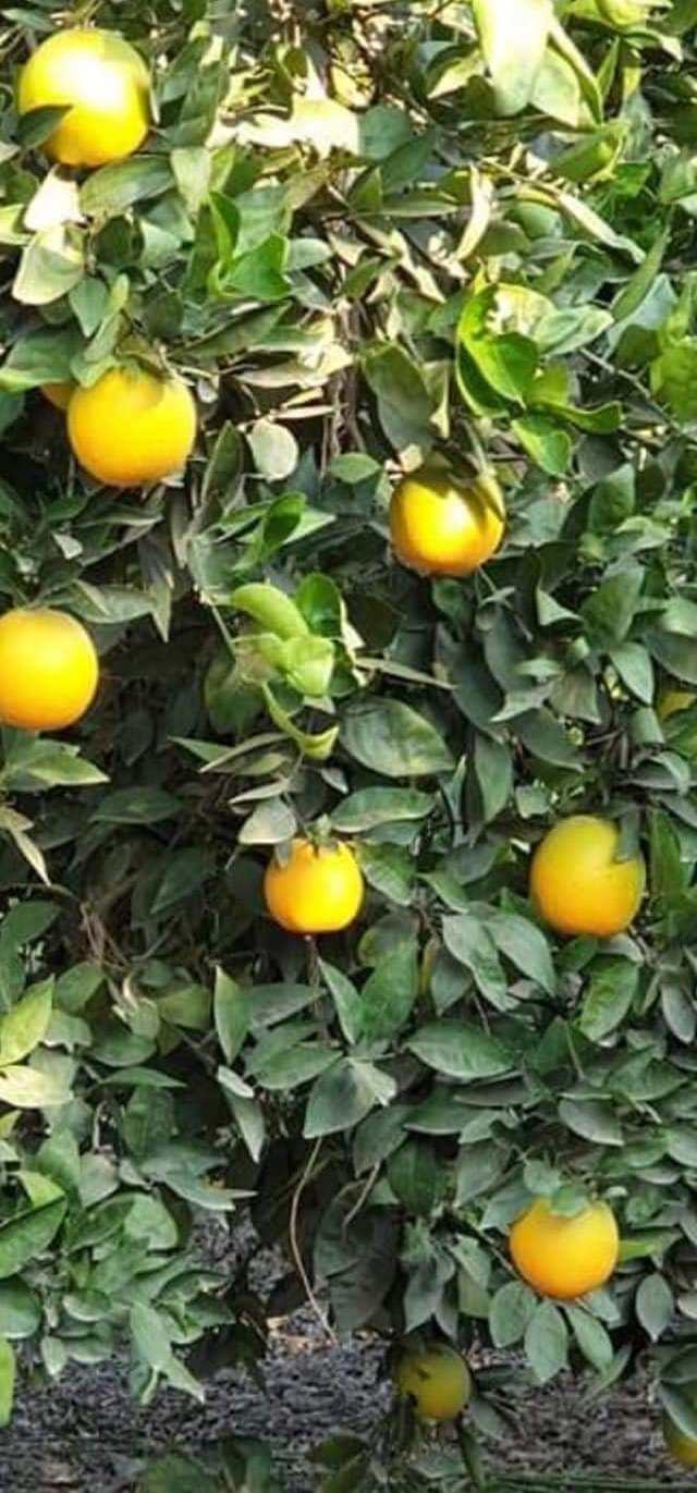 الأمطار تُنعش آمال مزارعي الأغوار الشمالية بتحسن الموسم الزراعي