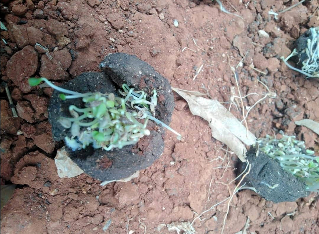 كرات البذور.. تجربة إبداعية لاستنبات المناطق القاحلة في أم قيس