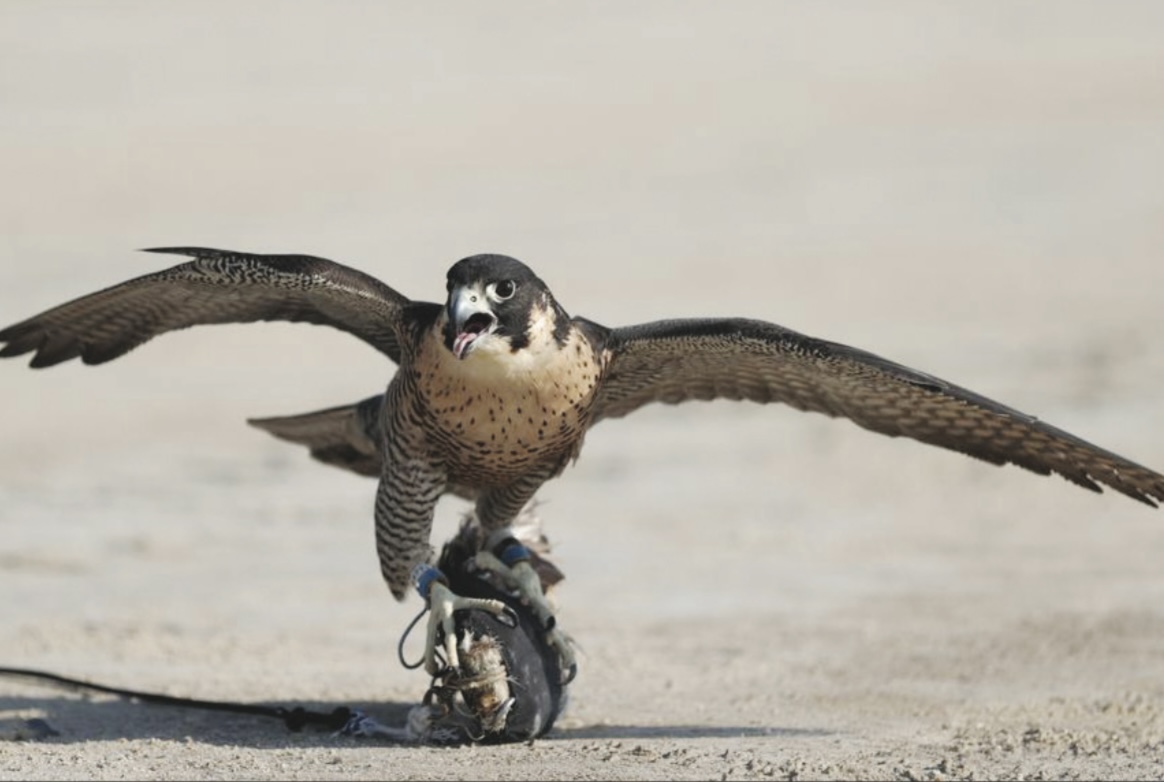 انطلاق منافسات مهرجان قطر الدولي للصقور والصيد بمشاركة الأردن