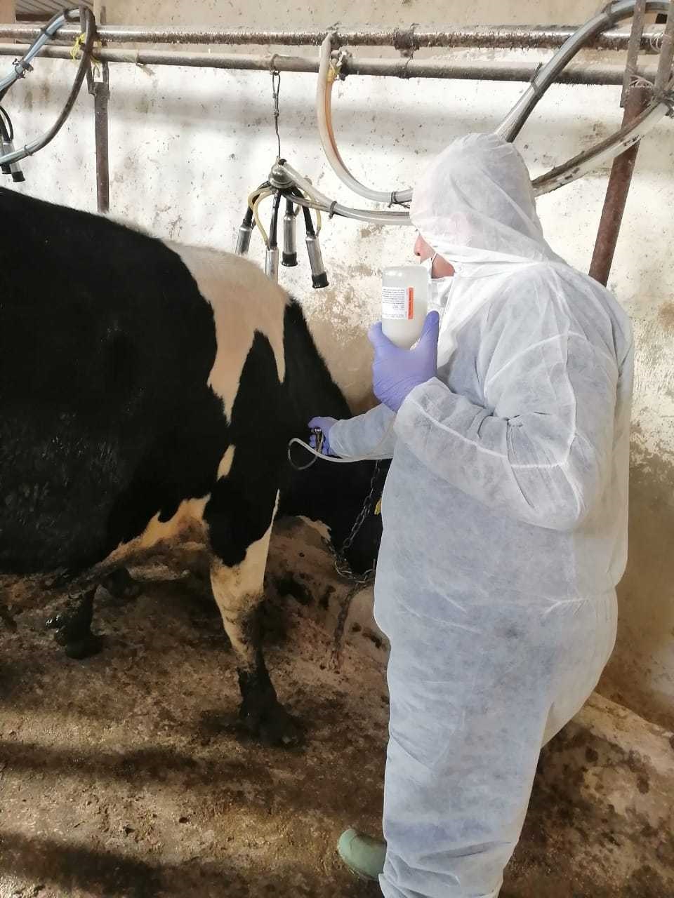 الزراعة: انطلاق المرحلة الأولى من تطعيم الحمى القلاعية