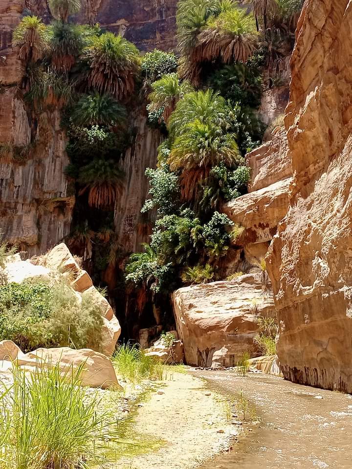 الطفيلة: مياه الينابيع تتناقص بفعل العوامل الطبيعية وانخفاض معدلات الأمطار