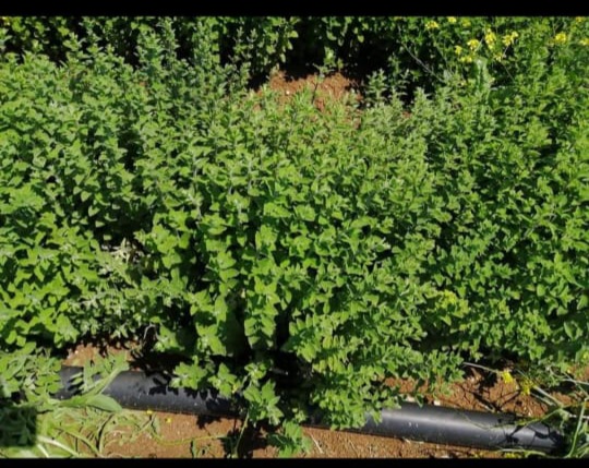 القطاع الزراعي في إربد مساهم فعال بتشغيل الشباب والسيدات