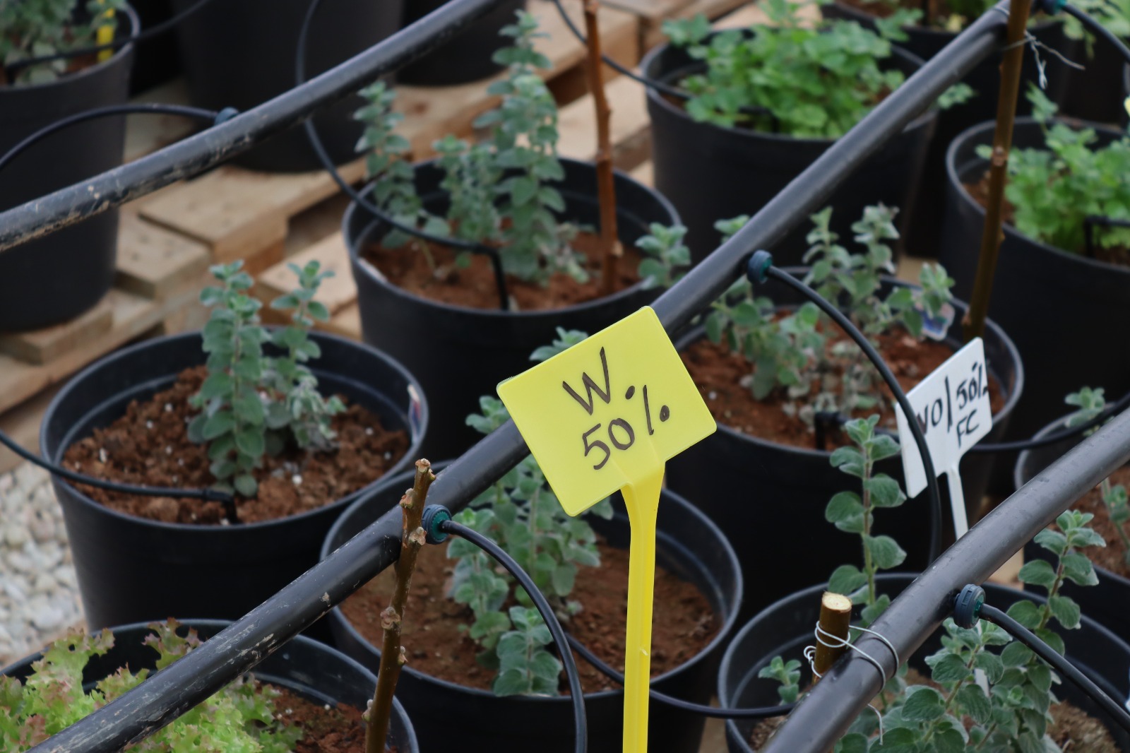 رائدات أعمال يضاعفن الإنتاج الزراعي بتقنية "الاكواسورس"