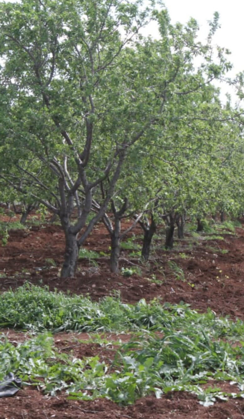 عبيدات: تجفيف اللوز الأخضر حل استراتيجي بعد ارتفاع المعروض