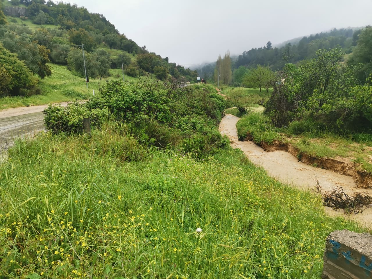 عجلون: أمطار الخير تنعش آمال المزارعين بموسم جيد