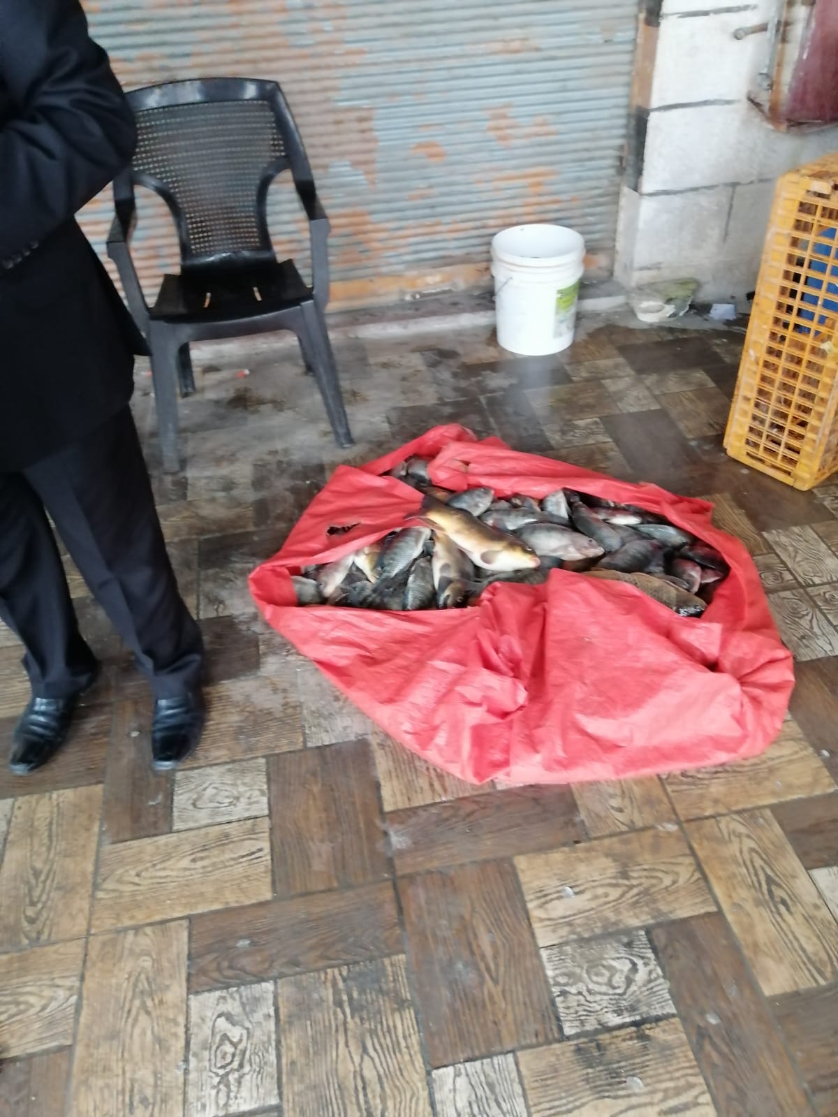 الأغوار الشمالية: إتلاف كميات من الأسماك غير الصالحة للاستهلاك