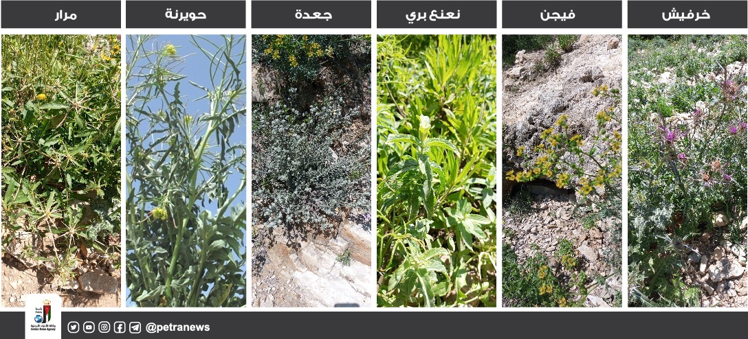ربيع الأردن يكشف عن أكثر من 30 نباتًا بريًا مهدَّدًا بالانقراض