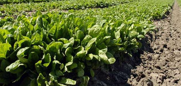 Agricultural Producer Price Index Rises 0.8% in First 11 Months of 2024