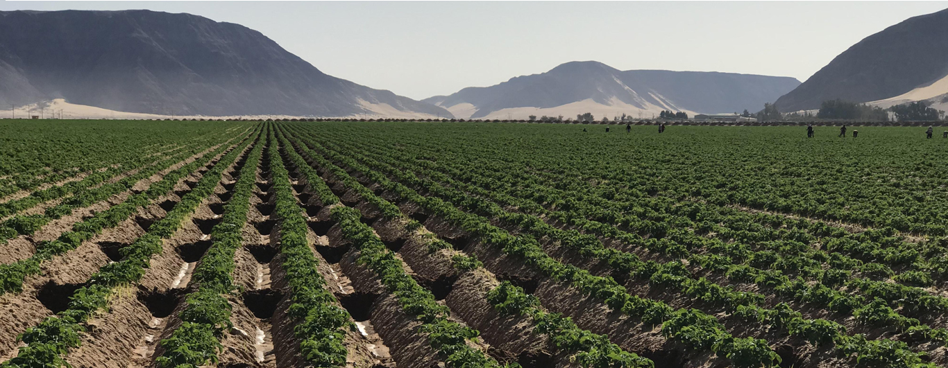 Agricultural Sector Fuels 2024 Q4 Growth, Surpassing 8% GDP Contribution