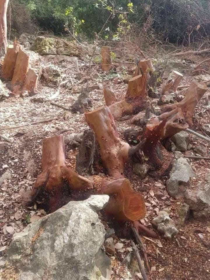 Ajloun Authorities Arrest Repeat Forest Offender with 30 Violations