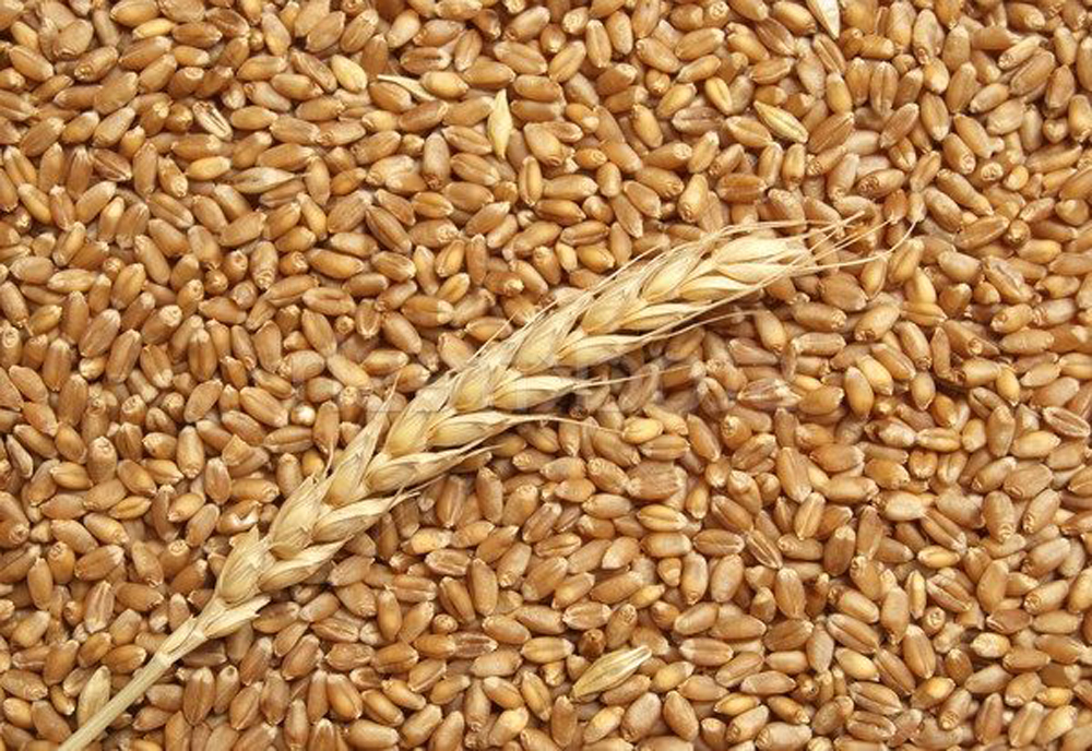 Tender issued to purchase major quantity of wheat