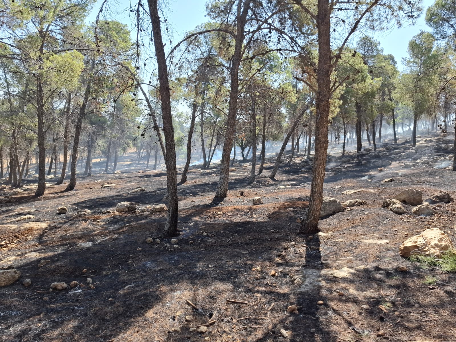 Zarqa Agriculture Confirms No Forest Damage from al-Aalouk Grass Fire