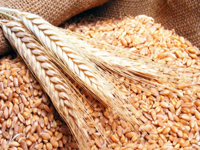 Ministry Floats Tender for Procurement of 120K Tons of Wheat