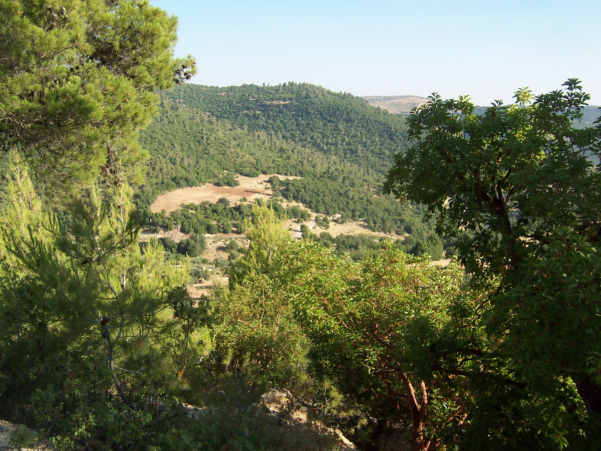 Ajloun’s Dense Forests: Top Destination for Nature, Relaxation