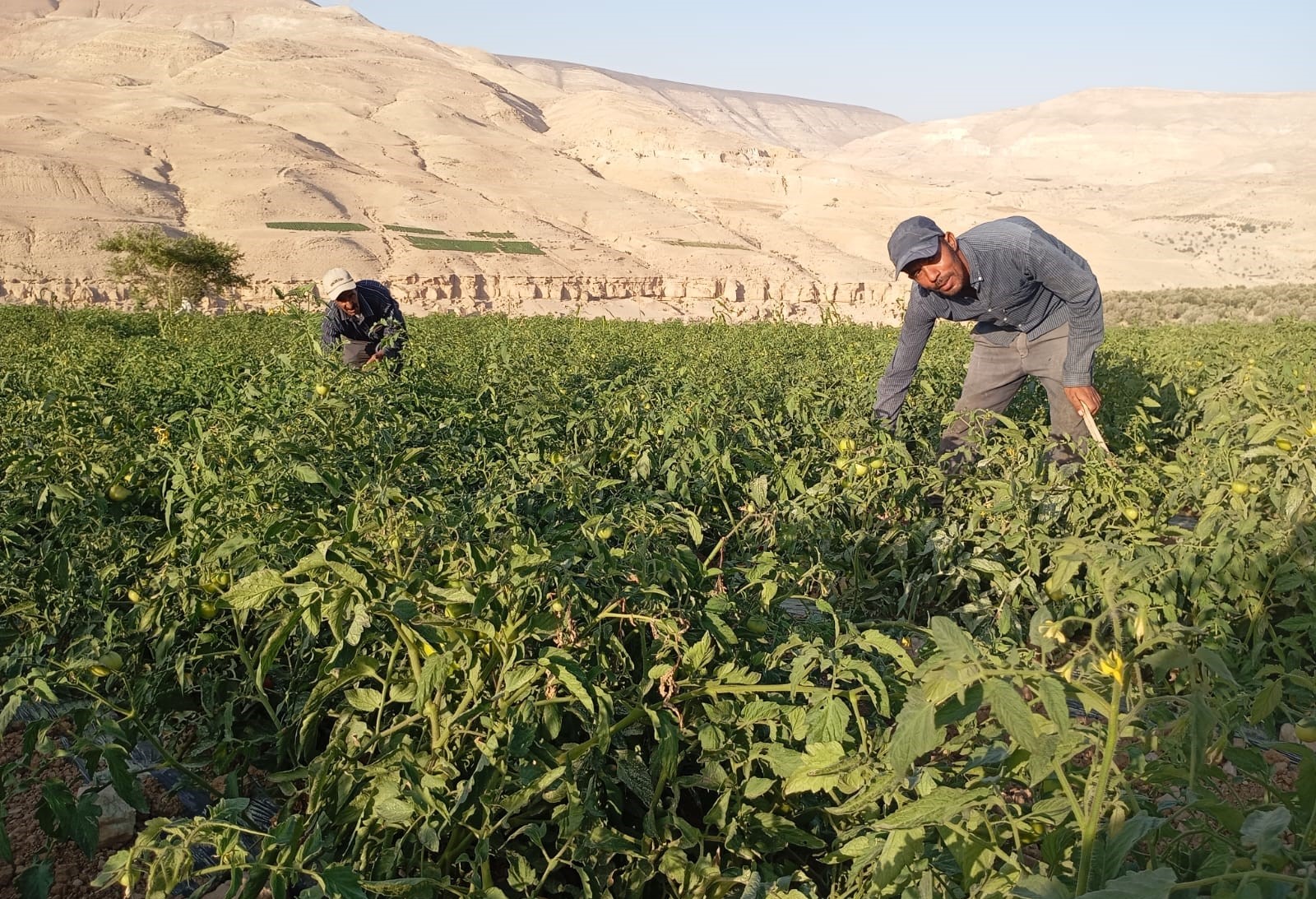 Karak Farmers Urge Strategic Plans to Revitalize Agricultural Sector