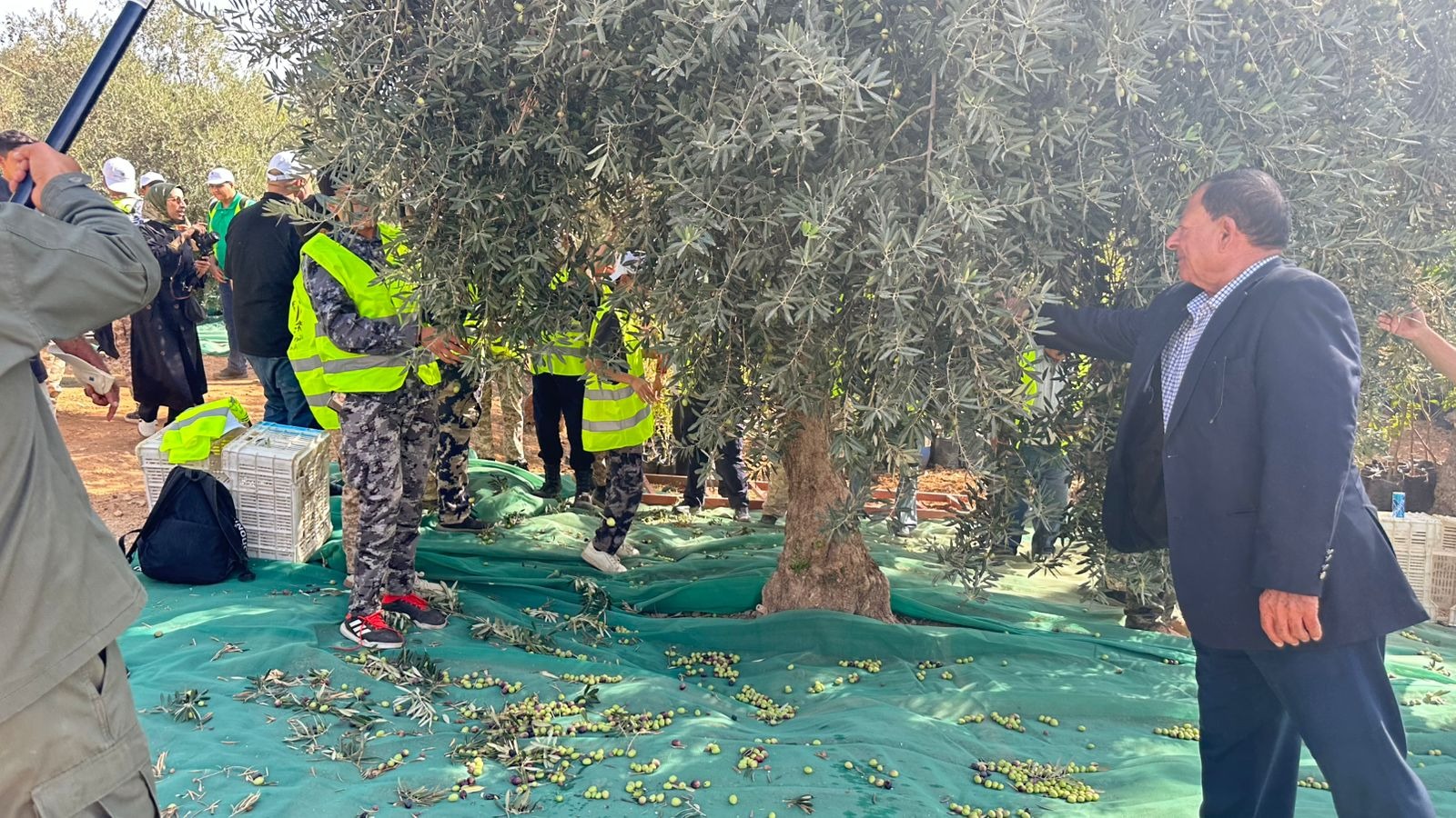 محافظات تحتفل باليوم الوطني لقطاف الزيتون لعام 2025