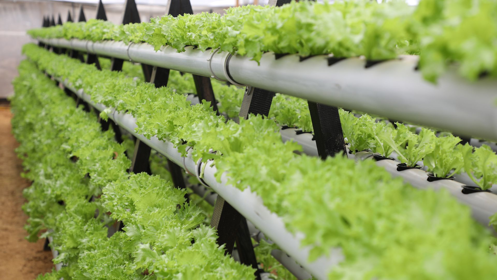 جرش: الزراعة المائية تفتح آفاقا جديدة للإنتاج المستدام وترشيد استهلاك المياه