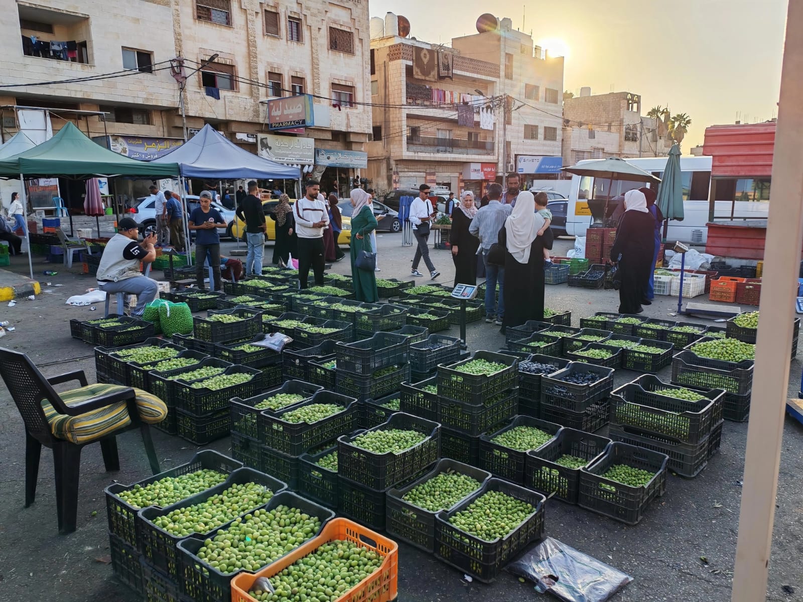 سوق رصيع الزيتون في إربد.. فرصة موسمية للعمل