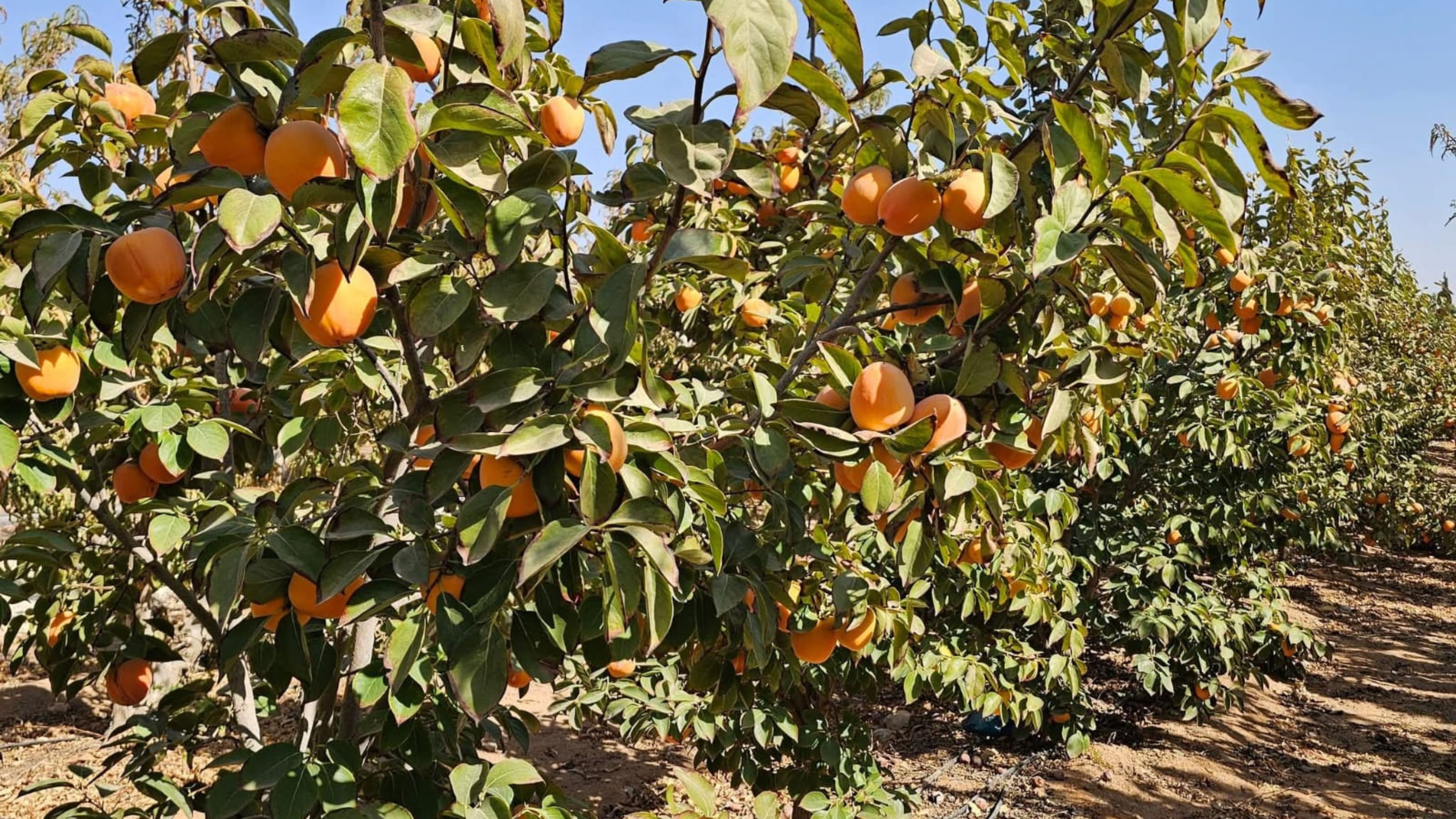 المفرق: نجاحات لافتة بزراعة الكاكا