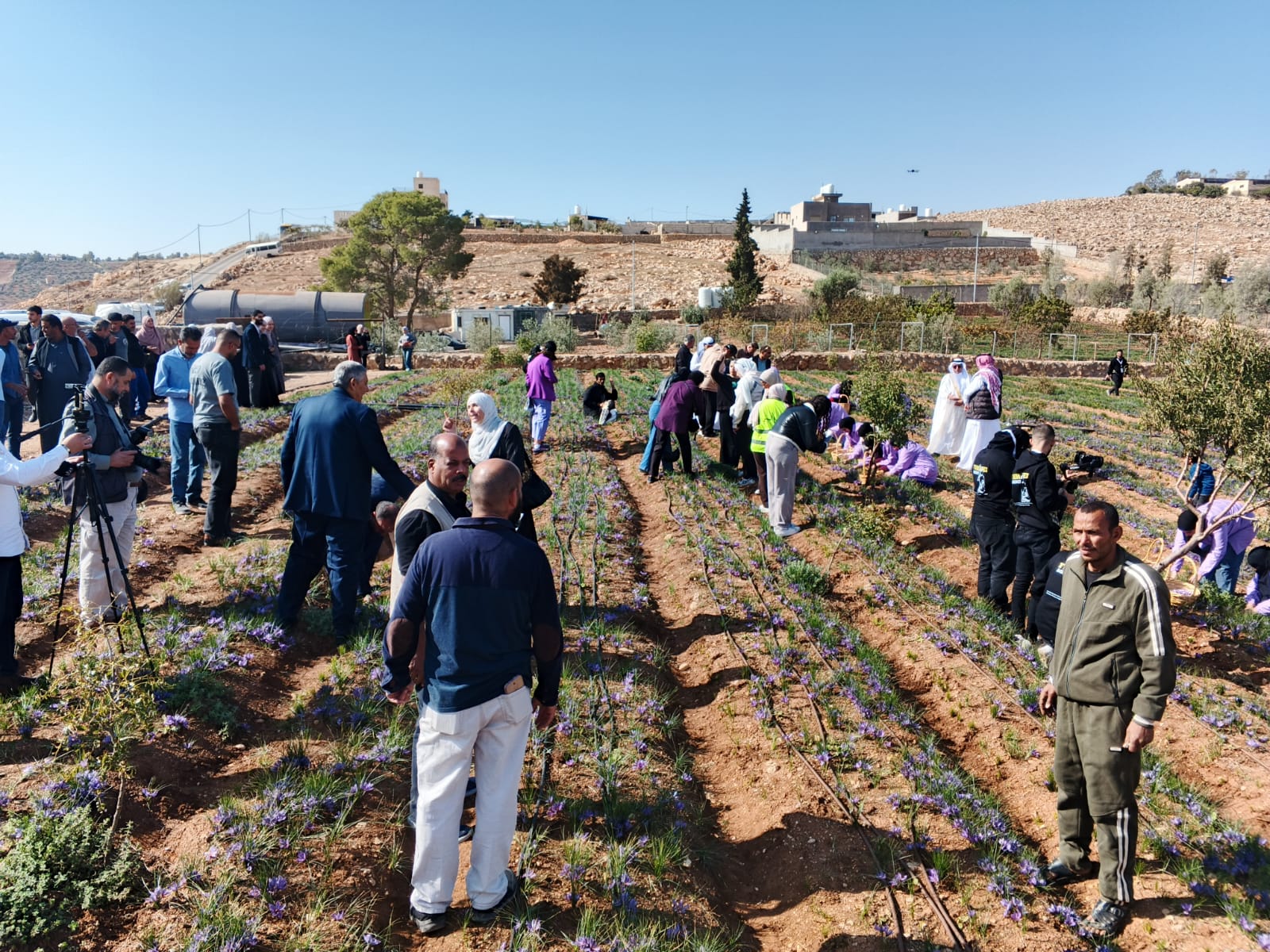 زراعة الزعفران إضافة نوعية للتطور الزراعي في محافظة المفرق